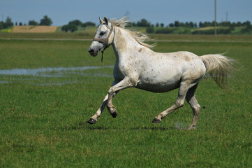 Fototapeta premium horse