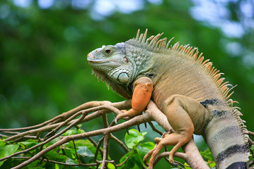 Lazy Iguana on the tree