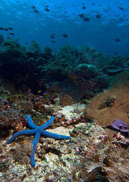 Sea star or starfis on a coral reel