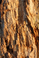 Obraz premium gnijąca tekstura pnia drzewa