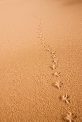 bird footsteps on the sand