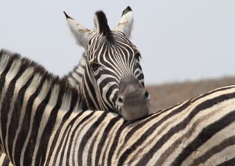 Fototapeta na wymiar Przyjaciele Zebra