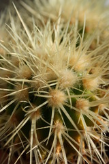 kaktus textur