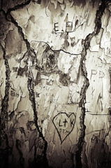 etchings in tree bark