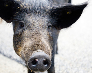 Fototapeta premium Wild boar