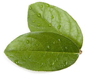 zen stones and leaves with water drops, isolated. spa background