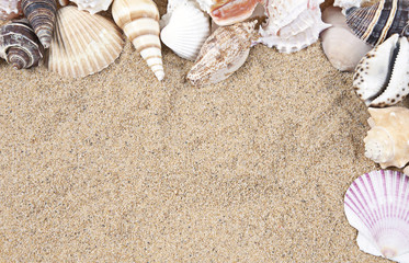 Fototapeta na wymiar Nice sea shells on the sandy beach taken closeup