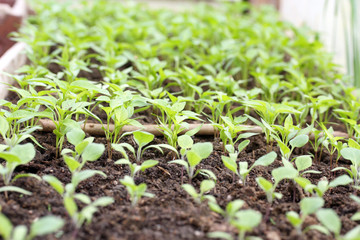 seedlings