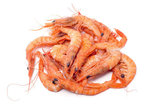 shrimps