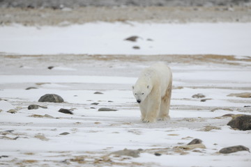 Portrait of a polar bear.