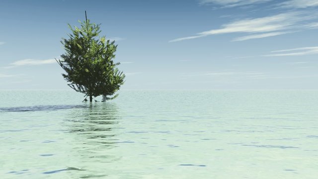 Die Tanne wiegt sich im Wind und im Wasser