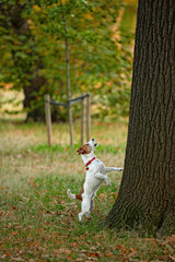 Frustrated dog barking up the wrong tree?