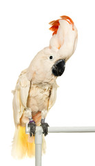 Moluccan cockatoo [(Lat. Cacatua moluccensis, syn. Plyctolophus