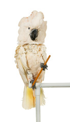 Moluccan cockatoo  with a pencil