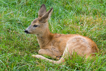 fallow deer