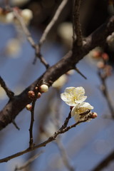 梅の花の咲き始め