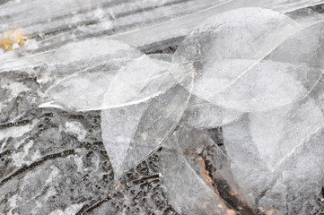 Leaves of Ice