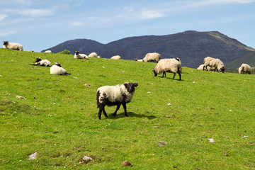 Sheep and rams in Connemara mountains