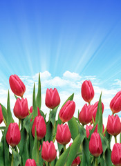 primavera