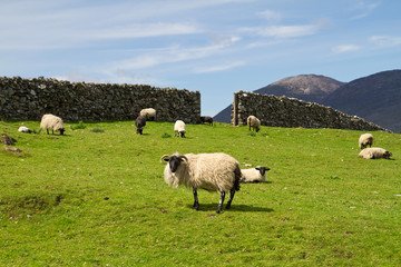 Sheep and rams in Connemara mountains - Ireland