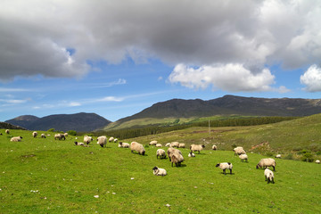 Fototapeta na wymiar Owiec i baranów w górach Connemara - Irlandia