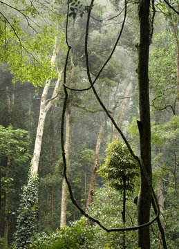 Australian Rainforest Bunya Mountains Queensland
