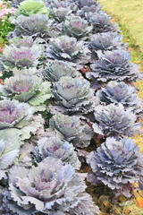 Purple cabbage garden