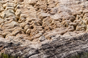 Close-up of an Old Wooden Texture Damaged by Termites