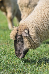 羊のポートレート