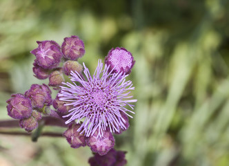 Green field of purple flowers lilac top view macro detail