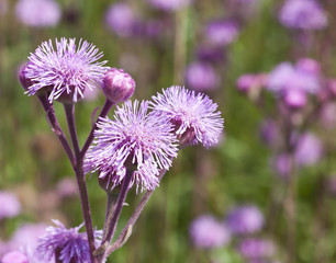 Green field of purple flowers lilac macro detail