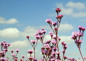 Obraz premium Purple flowers against blue sky closeup landscape