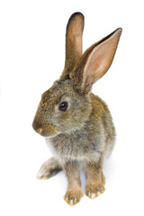 Happy New Year of rabbit