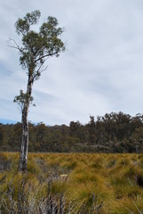 Obraz premium 草原