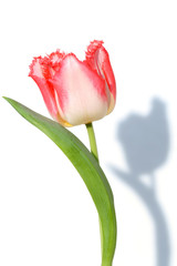 Pink tulip with shadow