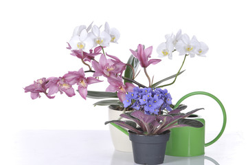Beautiful flowers in pots over white background
