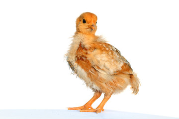 Soft and fluffy easter chick
