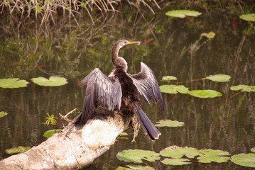 A great cormorant (phalacrocorax carbo) drying his wings