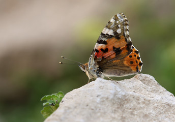 Orange butterfly on stone