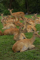 group Deers