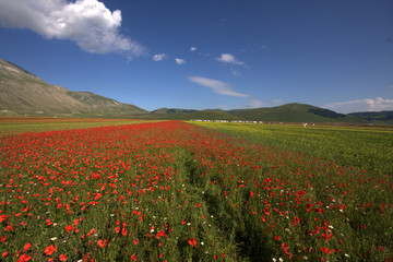 Papaveri nel Pian Grande