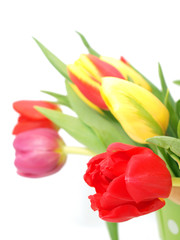 Obraz premium Colorful tulips