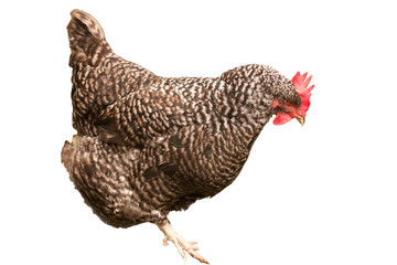 Darker brown hen