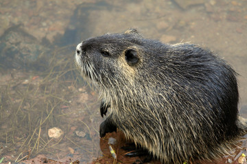 Nutria