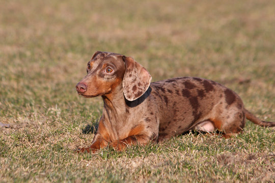 Dackel