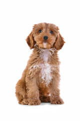 Puppy Cockapoo isolated on white