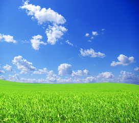 Obraz premium field