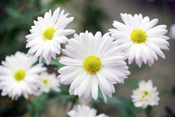 Obraz premium flowers