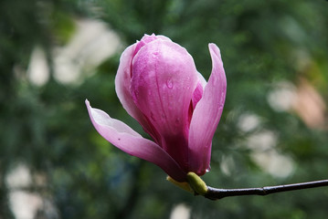 purple magnolia liliiflora