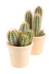 Two pots with cactuses